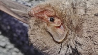 Schreibers bat  Miniopterus schreibersii  Cyprus [upl. by Dusty399]