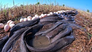 Wow wow Picking eggs and catching many fish in the rice fields by hand [upl. by Atiuqel]