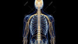 Neuralgia Nevralgia Radiculopatia O que é Causas e Tratamento Clínica Fisioterapia Dr Robson Sitta [upl. by Marcell]