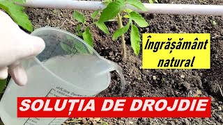 Soluția de drojdie  Îngrășământ natural pentru plante [upl. by Ettelrac]