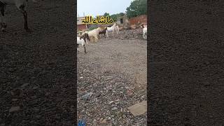 Bakra lover Shoqeen Bakra eid 2025 2025  A Rehman Cattle Farm [upl. by Irb]