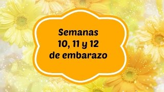 Semanas 10 11 y 12 de embarazo [upl. by Nollid]