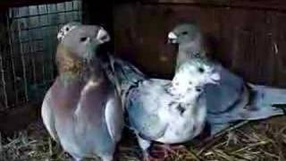 American Show Racer Pigeons  WWWDonsPigeonsCom [upl. by Eiduam]