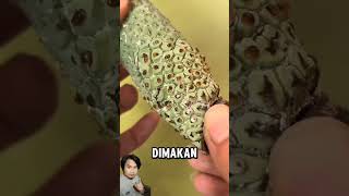 MONSTERA DELICIOSA shortvideo faktaunik kucing banana hewan facts [upl. by Cece151]