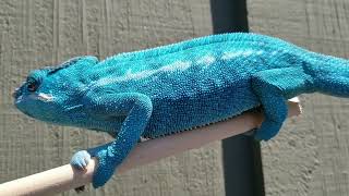 quotTrue Bluequot Nosy Be Panther Chameleon [upl. by Richy]