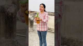 Mumma ne cactus 🌵 ko tokri me dal diya viral entertainment [upl. by Cudlip469]