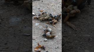 Blow Flies scatter from Crayfish remains [upl. by Notsle]