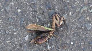 Ants Swarming around a Dead Praying Mantis オオカマキリ♀とハリガネムシの死骸に群がるアリ [upl. by Kraus826]