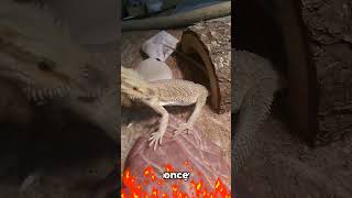 Why is your beardie glass surfing beardeddragon tutorial facts shorts [upl. by Sert]