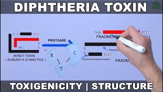 Diptheria Toxin  Structure and Toxigenicity [upl. by Nottnerb]