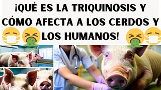 📢¿Qué es la triquinosis y cómo afecta a los cerdos y los Humanos📢las mejores razas enfermedades📢 [upl. by Coffin]