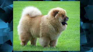 All About Chow Chow Dog । हिन्दी [upl. by Manus397]