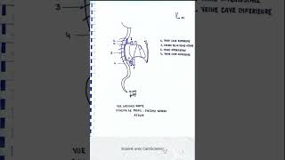 Vue latérale droite du système veineux azygos [upl. by Sollars408]