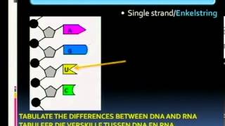 Matric revisionLife Sciences Genetics 28 Structure of RNA [upl. by Nivalc844]