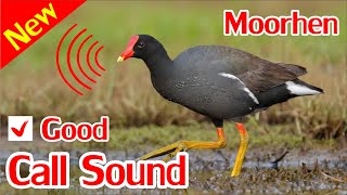 Moorhen Sounds Swamp Hen Sound Mp3 [upl. by Tirreg]