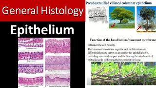 Mastering Epithelial Tissue Your Quick and Complete Overview [upl. by Magel]