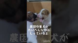 ドリアン農園の日常【ボクは番犬修業中】70代女滞在中タイ東部Duriangoing my own life with Dogsフルーツ王国ChanthabriThai cuisine犬 [upl. by Musette]