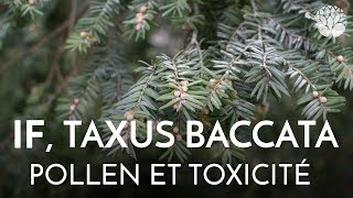 If Taxus baccata Pollen et toxicité [upl. by Evey391]