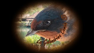 🕊️ Canto de la Golondrina Común 🕊️ [upl. by Krystin65]