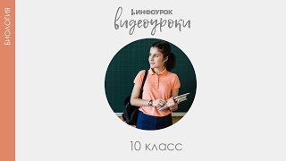 Строение клетки  Биология 10 класс 11  Инфоурок [upl. by Nance]