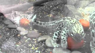 Snow leopard cubs at the Akron Zoo get a pumpkinm4v [upl. by Nerrot720]