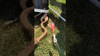 Massive Rattlesnake 🐍 Surprises The Snake Wranglers [upl. by Augie278]