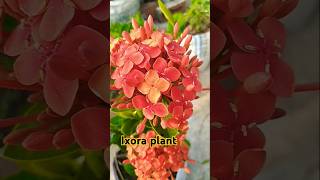 Ixora plant care  ixoraplants plants garden viralsong song gardening [upl. by Iraam]