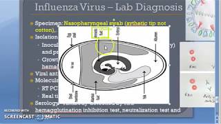 Microbiology 476 e Influenza virus H1N1 Lab Diagnosis RTPCR HAI FLU Heme Agglutination Inhibition [upl. by Mac]