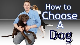 Training 4 Different Dogs How to choose the BEST Dog for You [upl. by Temirf]