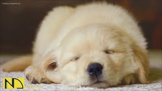 20 HOURS of Deep Sleep Dog Calming Music🐶🎵Anti Separation Anxiety Relief Music🎵Dog Music💖 NadanMusic [upl. by Karly]