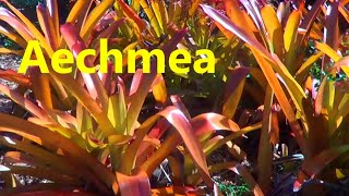 The Plant Traveller AECHMEA blanchetiana bromeliads [upl. by Nassah90]