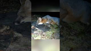 Skittish Grey Fox 🦊 snags tasty morsels 🍗 [upl. by Lillis]