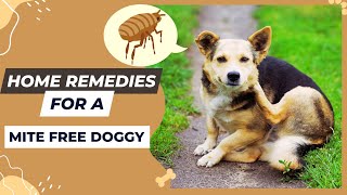 How To Get Rid Of Dog MitesSafe Home Remedies [upl. by Mandych]