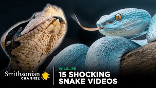 15 Shocking Snake Videos 🐍 Smithsonian Channel [upl. by Clemente603]