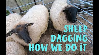 Preventing Flystrike by dagging sheep  How we do it on our smallholding [upl. by Onibas637]