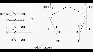 Number of Chiral centers and Stereoisomers Derieved from Dfructose [upl. by Nnyllatsyrc154]