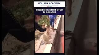 Utilization of the siphon Effect in Irrigation civilngineer holisticacademy shorts [upl. by Nylirrej]