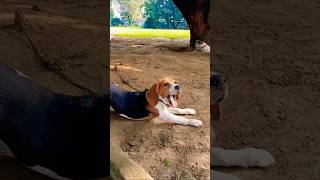 Dog barking cute puppy dog video puppy shorts dog [upl. by Eadrahs389]