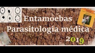 Amebas Parasitología Comensales Y Patógena [upl. by Starlin]