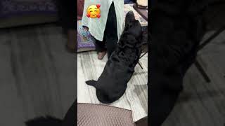 Mumma’s boy😘 shortvideo dog entertainment youtubeshorts subscribe viralvideo [upl. by Aelat]