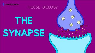 The Synapse in 2 Minutes  GCSE amp IGCSE Biology Revision 2024 [upl. by Adnelg]