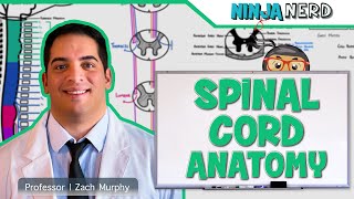 Neurology  Gross Anatomy of the Spinal Cord and Spinal Nerves [upl. by Etirugram199]