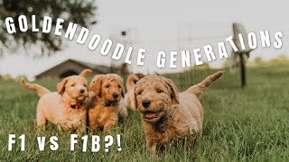 GOLDENDOODLE GENERATIONS EXPLAINED  Whats The Difference F1 F1B F2 [upl. by Rolan]