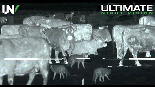 Thermal Predator Hunting  45 Coyotes Down with the IR Hunter MKIII [upl. by Laiceps386]