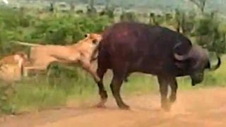 Lion Versus a Big Buffalo Bull  Latest Wildlife Sightings [upl. by Maidel]