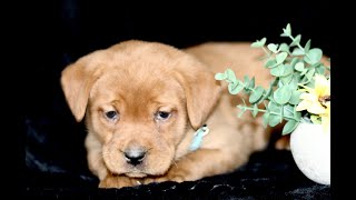 Fox Red Labrador Retriever Puppy for Sale [upl. by Marsiella]