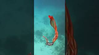 Blanket Octopus the Incredible Natures Size Champion [upl. by Ardnovahs]