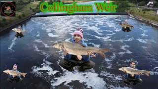 Barbel Fishing River Trent Collingham weir [upl. by Sokcin]