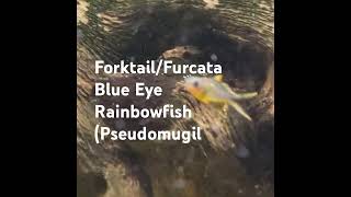 ForktailFurcata Blue Eye Rainbowfish Pseudomugil [upl. by Nahtanoj366]