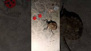 Brown marmorated stink biology biologist stinkbug SoundS 🦗🦗Video bhej nature view [upl. by Eanel]